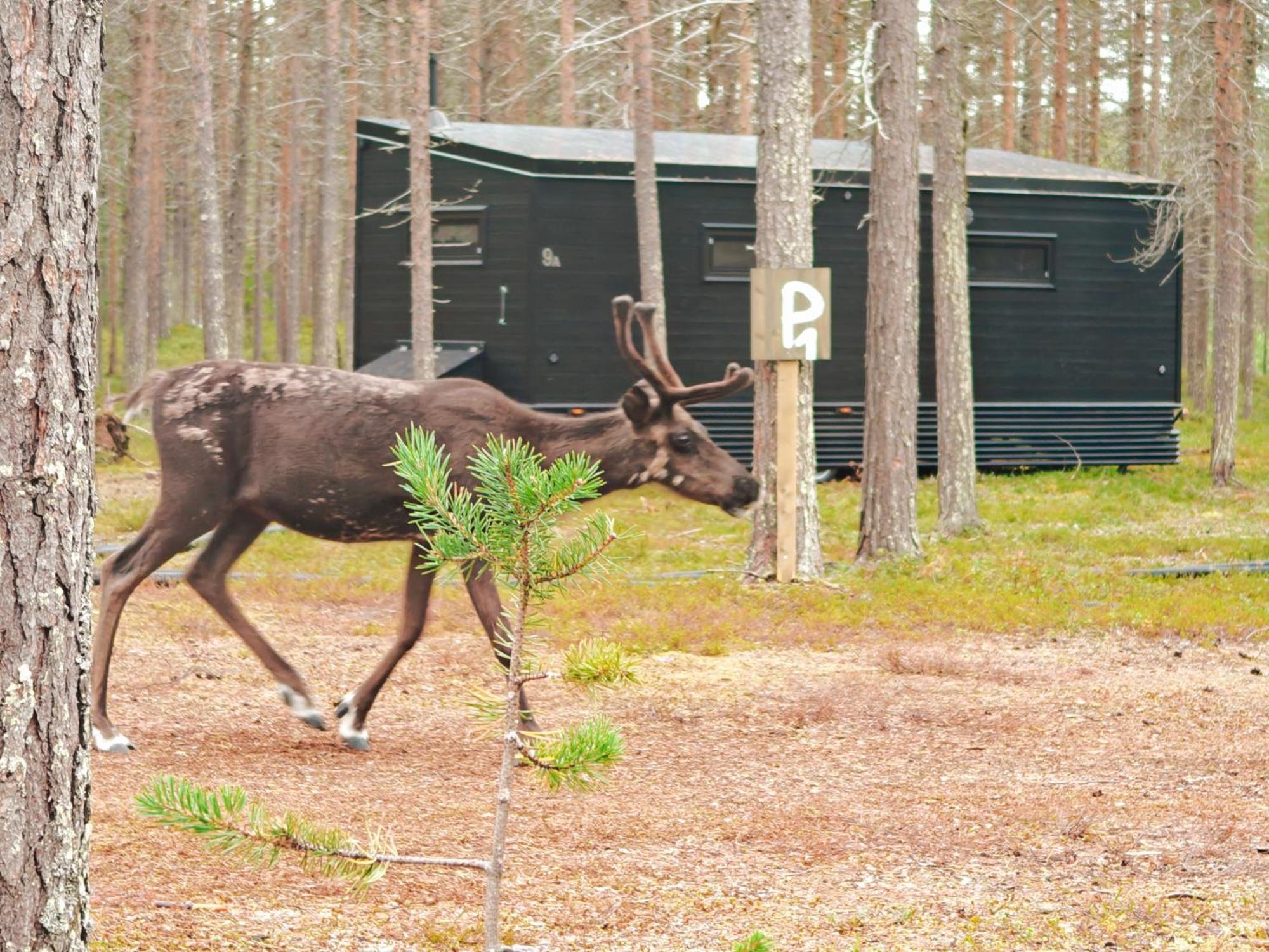 Lapland Riverside, Landscape Cabin, Kuukkeli 6, Yllaes, Tiny Home With Sauna, Fireplace, Terrace, Bbq, Wifi, Ski, Fishing, Pets Ok Äkäslompolo Esterno foto